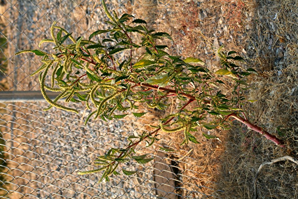 Plants OB 17