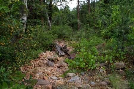 Stereotypical Arizona Creek