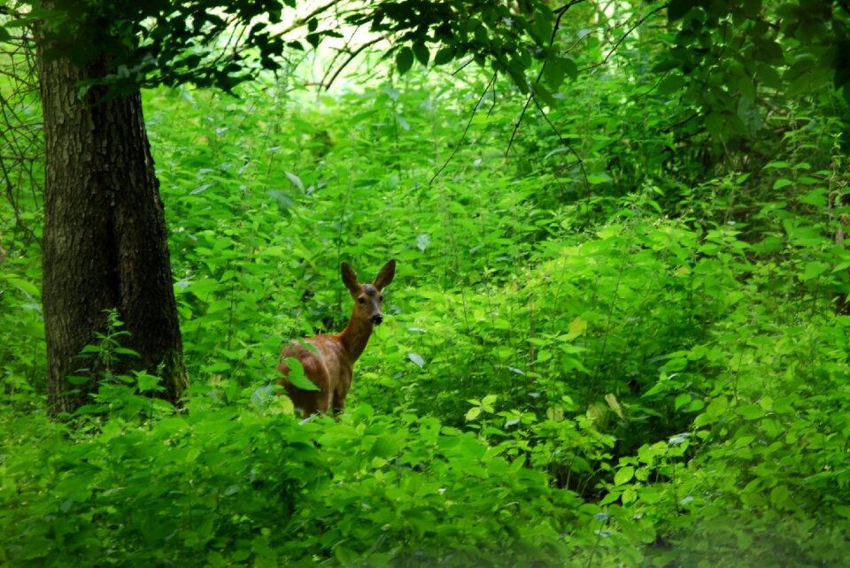 Forest nature wildlife park