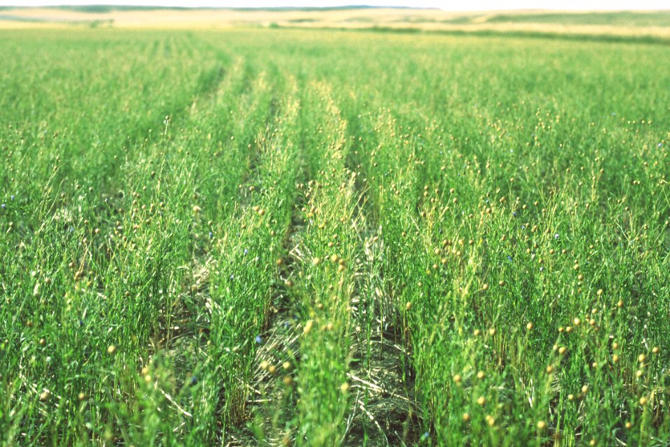 Conservation Tillage12.tif