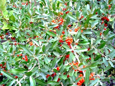 Plants OB 438
