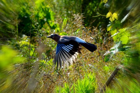 Flying fast wing