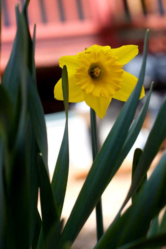 Daffy Flower