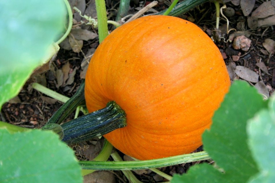 Ready for Halloween