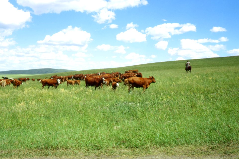 Rangeland103.tif