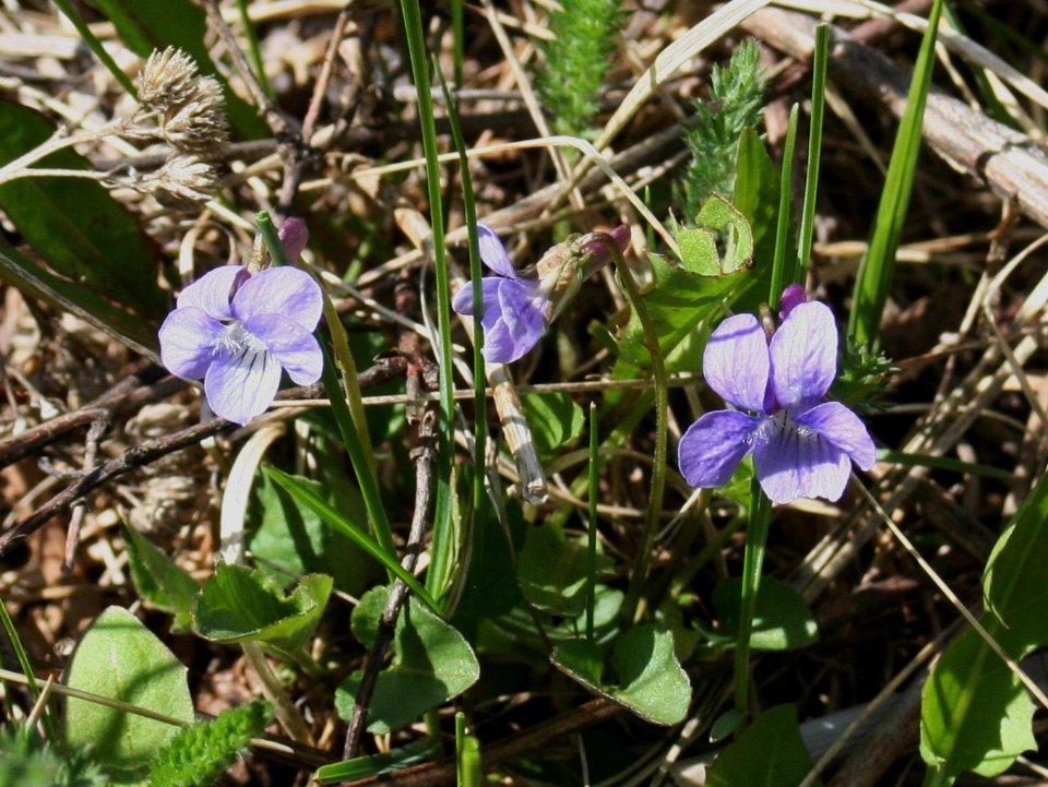 Plants OB 975