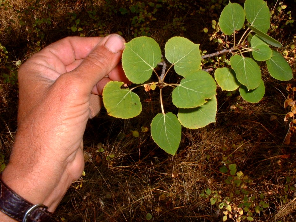 Plants OB 881
