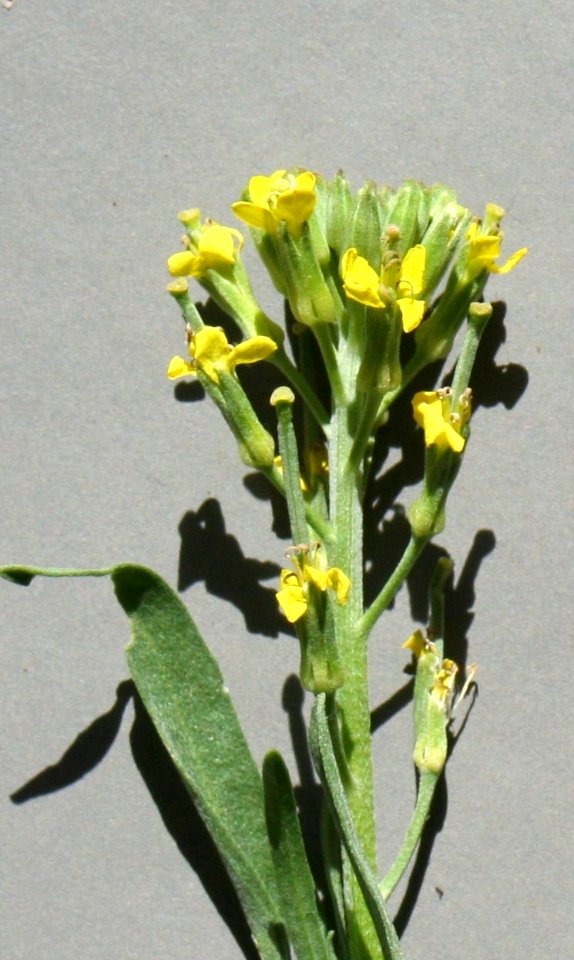 Plants OB 407