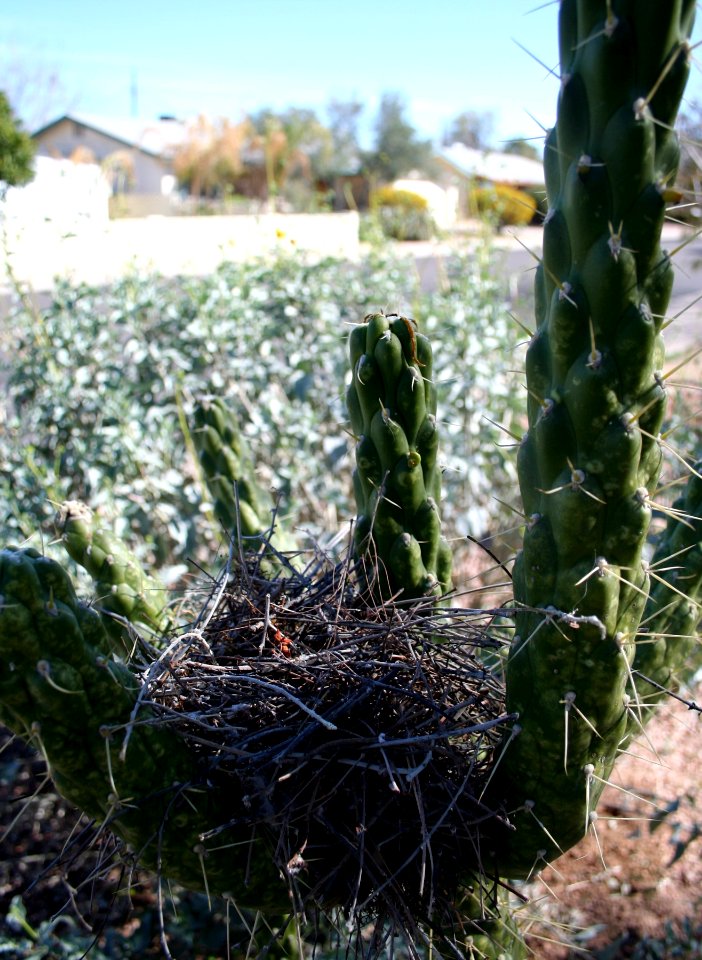 Bird Nest in our Cactus