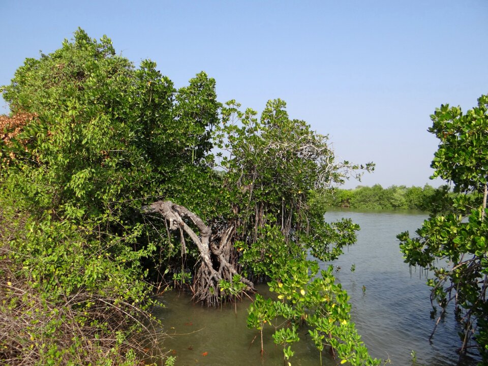 Backwaters tidal ingress brackish water