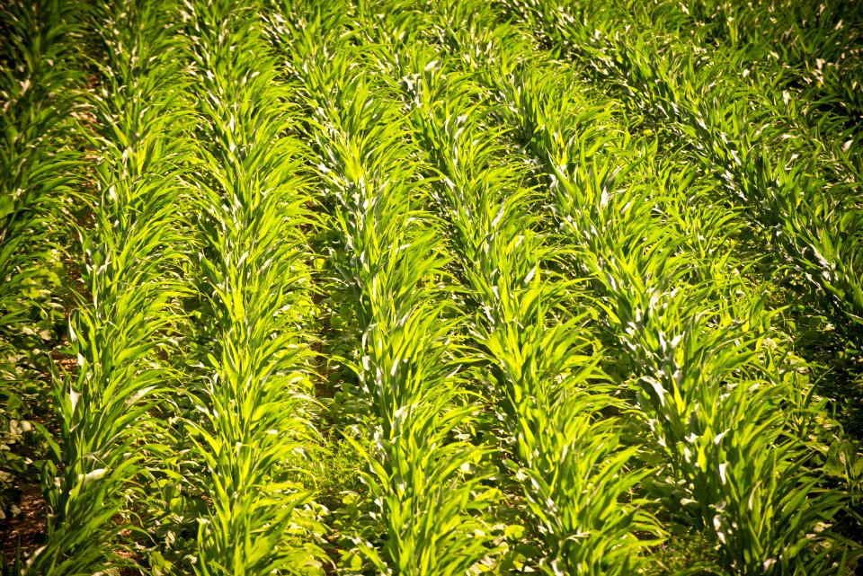 6593 NRCS projects.jpg