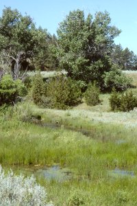 Wetlands17.tif