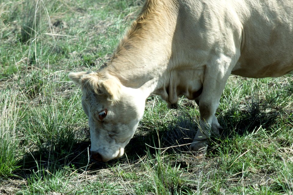 Livestock61.tif