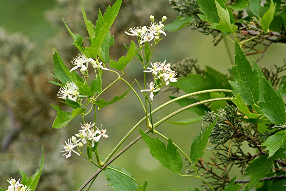 Plants OB 813