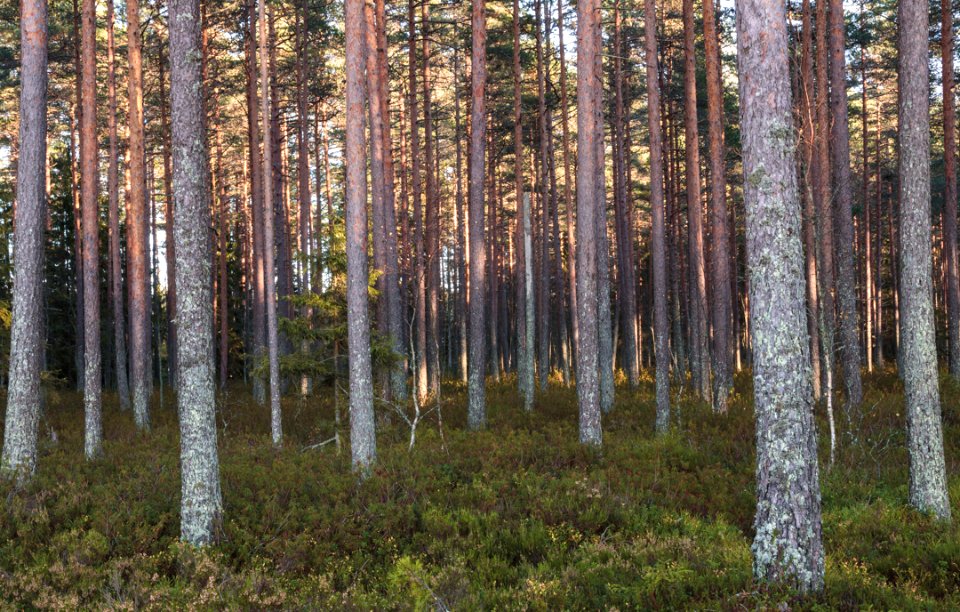 Hämeen Luontokeskus, Tammela, Finland