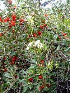 Plants OB 439