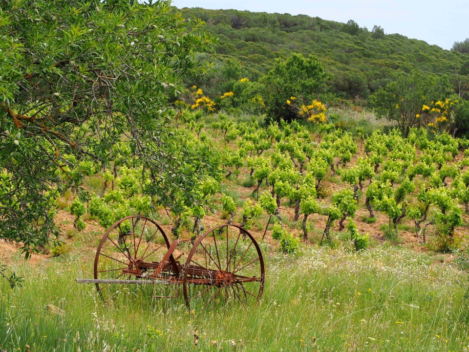 Fields wine france