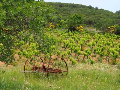Fields wine france