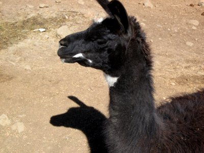 Llama Hand Shadows