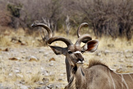 Namibia animal wild live