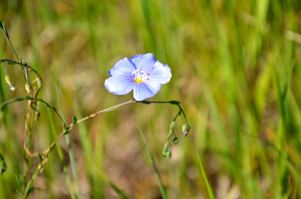 Flowers66