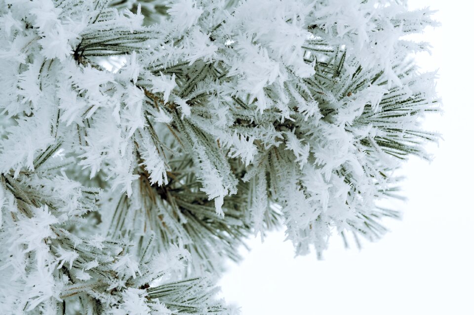 Frost christmas tree background