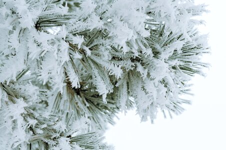 Frost christmas tree background