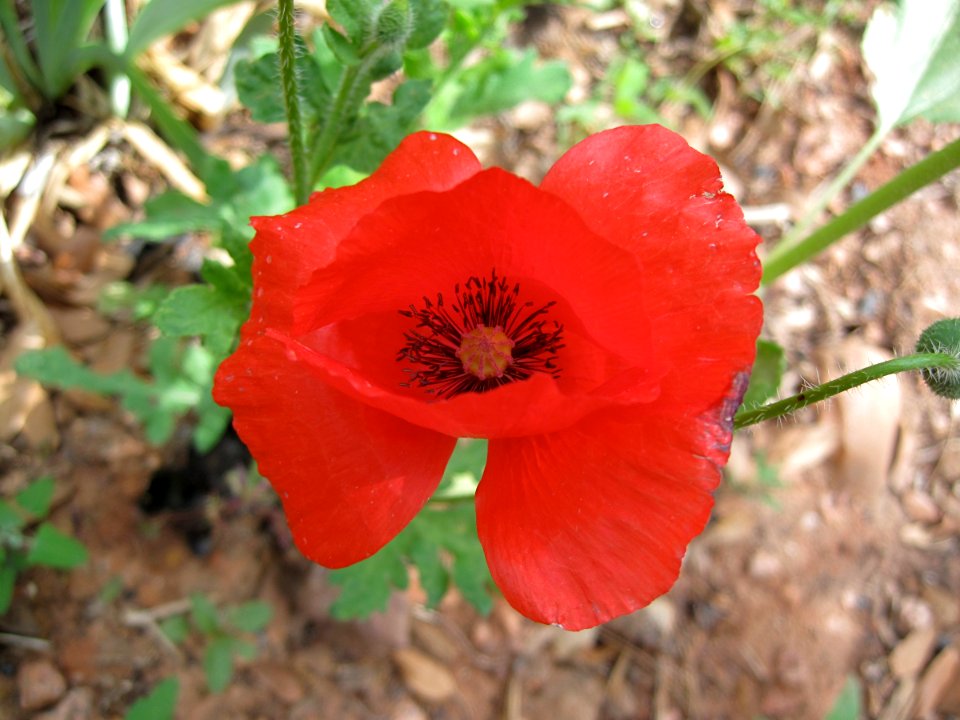 (N)Iceland Poppies