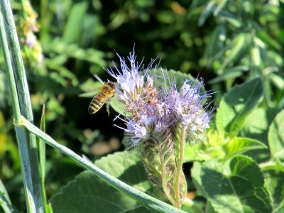 Pollinators BM 0034