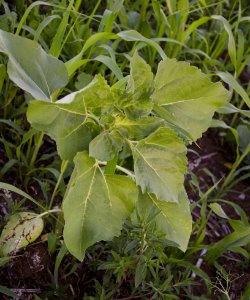 Cover Crops nr 16