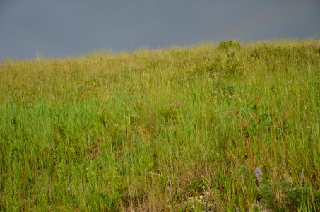 Rangeland167