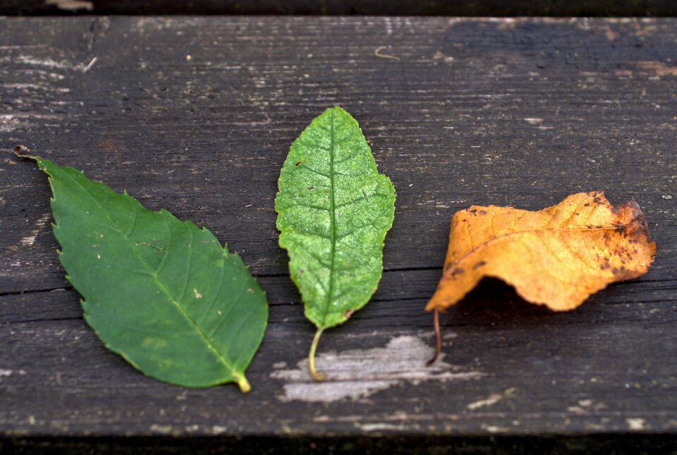 Autumn bench nature