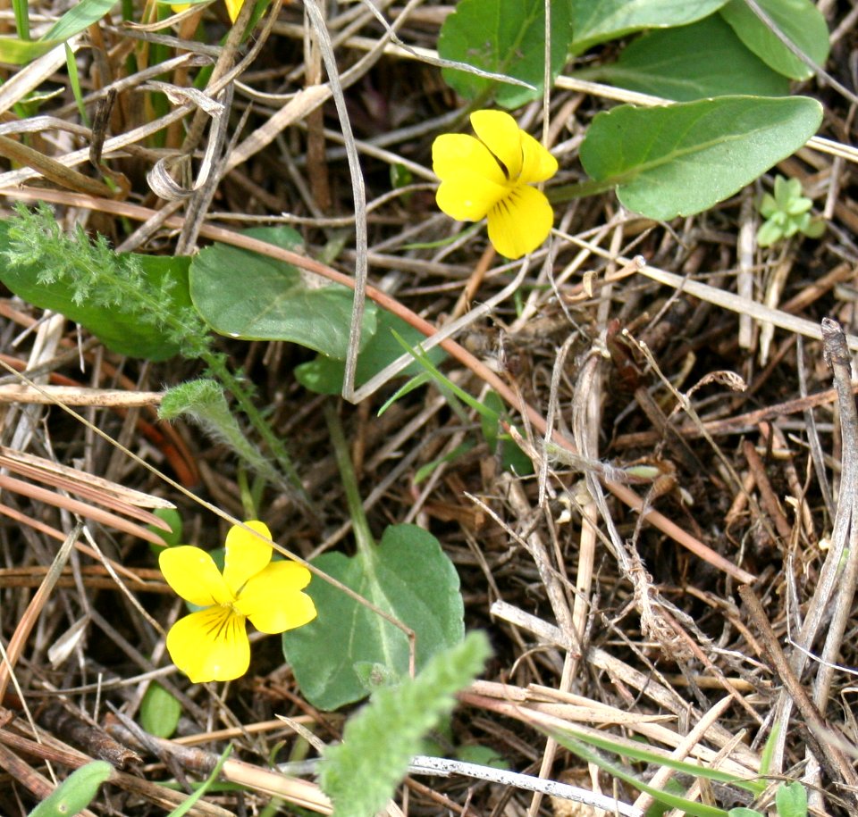 Plants OB 983