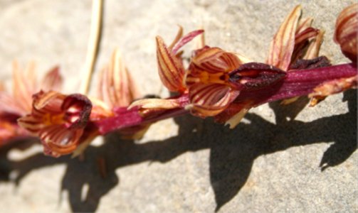 Plants OB 738