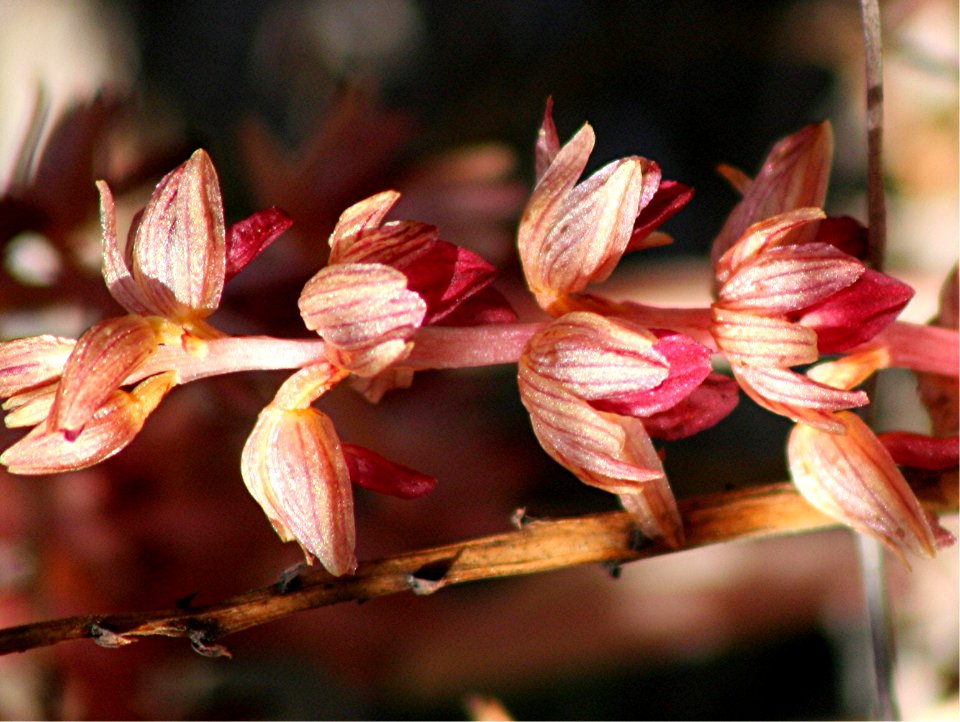 Plants OB 734