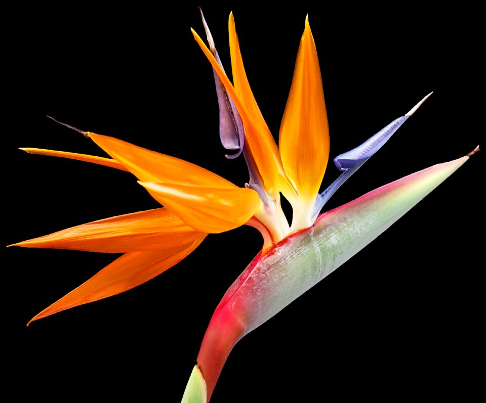 Paradise plant nature