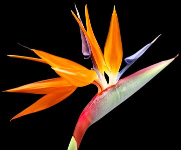 Paradise plant nature