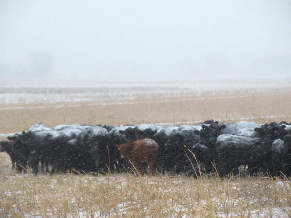 Cover Crops RO 21-XL