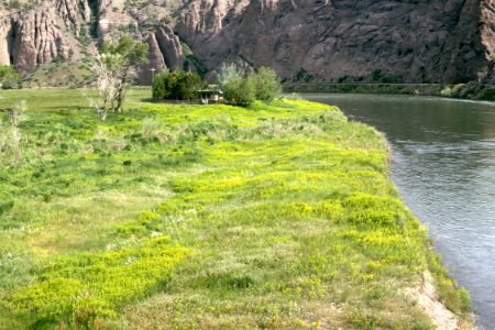 Weeds11.tif