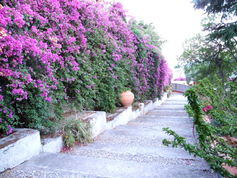 Bougainvillea-Hotel San Domenico-Taormina-Sicilia-Italy - Creative Commons by gnuckx
