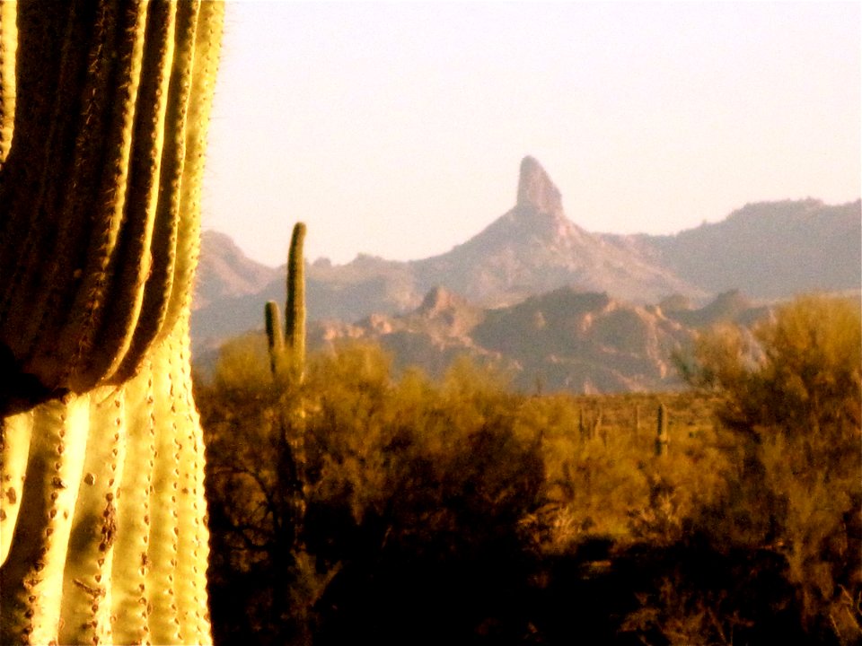 Cacti to Weavers Needle