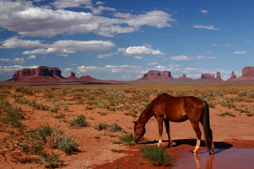 Usa expensive horse