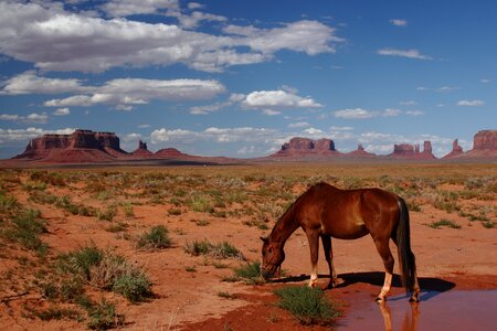 Usa expensive horse