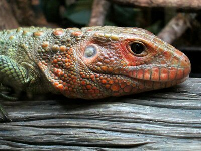 Eye wildlife nature