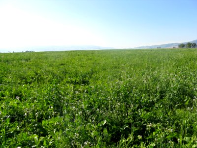 Cover Crops12