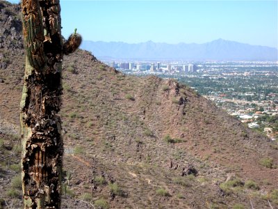 Beyond the Rotten Cactus...