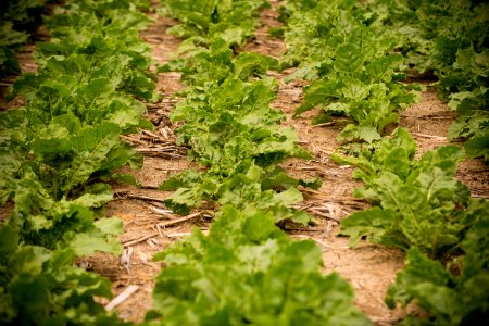 4267 NRCS projects