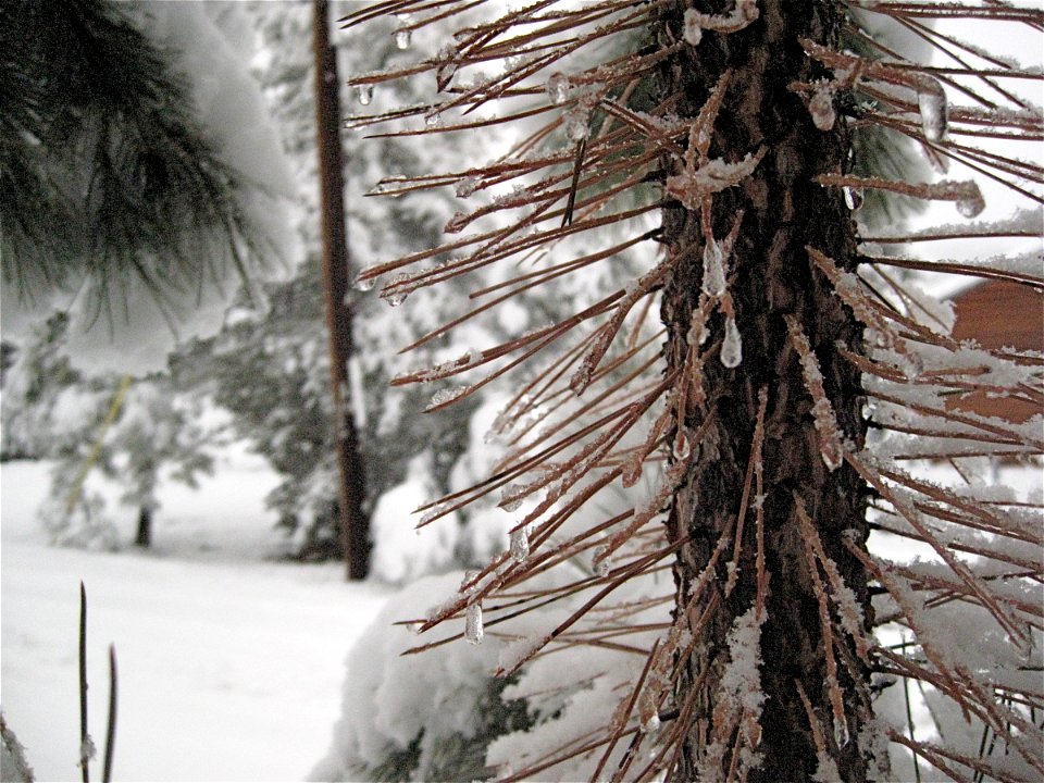 Needles in the Snow