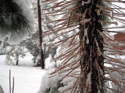 Needles in the Snow photo