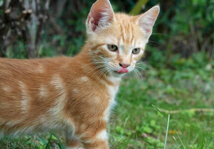 Dear pet cat's eyes